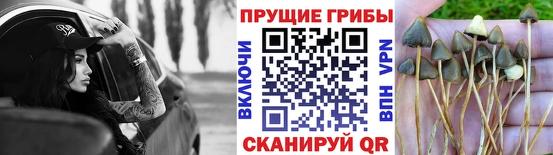 Галлюциногенные грибы Psilocybe  где можно купить наркотик  Николаевск 